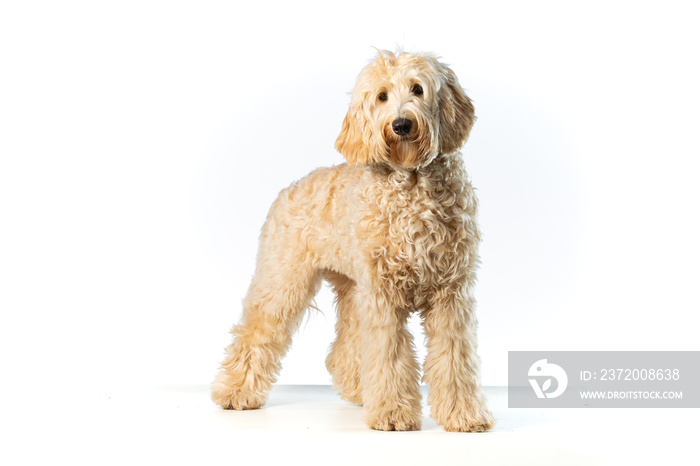 Standing Apricot Labradoodle dog on a white background looking just left of the camera.