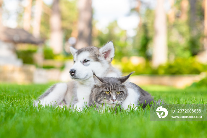 Playful alaskan malamute puppy hugging adult maine coon cat on green summer grass