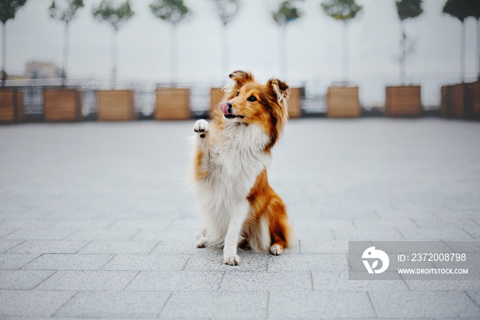 城市中的设得兰牧羊犬