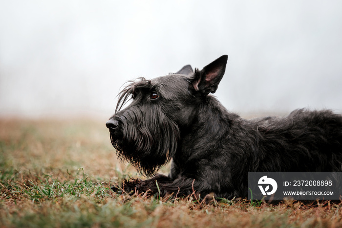 The Scottish Terrier dog at autumn