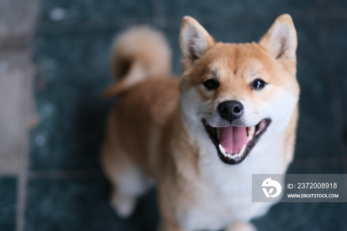 特写一只Shiba犬吠叫并看着镜头