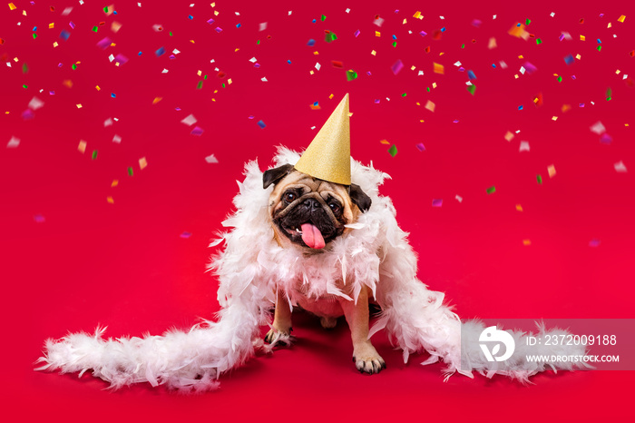 A pug dog in a golden cap and white feather boa on a red background. Congratulations on the holiday