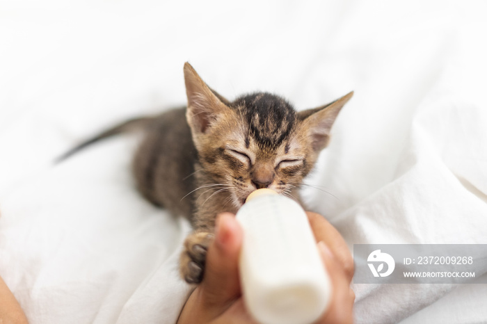 People feeding newborn cute kitten cat by bottle of milk over white soft silk