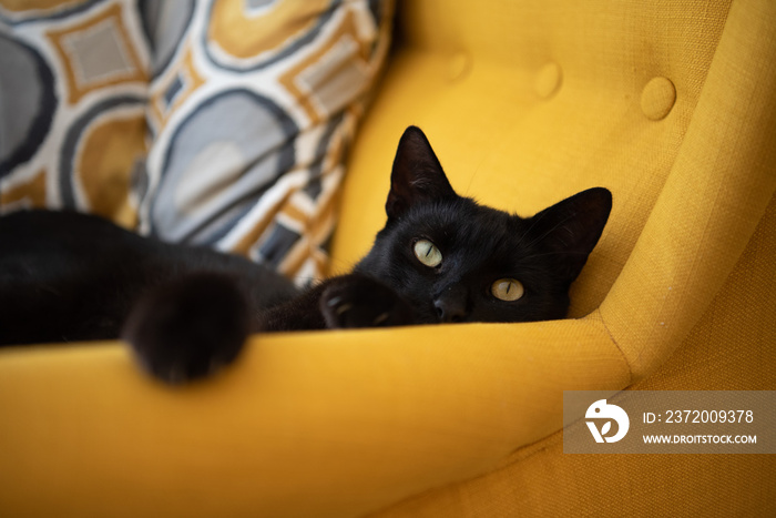 Domestic black cat is relaxing in a yellow armchair