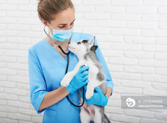 专业女兽医抱着可爱的哈士奇小狗复制空间健康医学动物宠物p