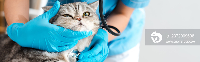 partial view of veterinarian examining tabby scottish straight cat with stethosope, panoramic shot