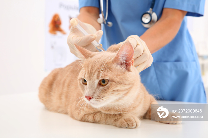 Veterinarian giving injection to red cat