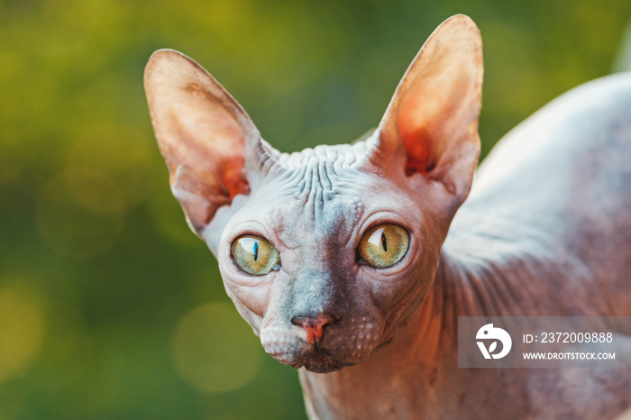 sphynx cat with beautiful eyes looking at the camera