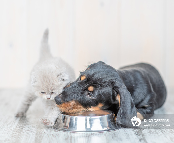 腊肠犬和小猫宝宝在家里用一个碗一起吃