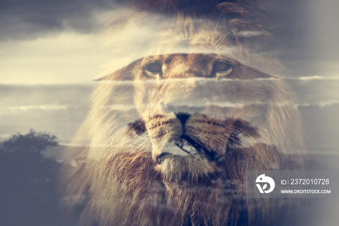 Double exposure of lion and Mount Kilimanjaro savanna landscape.