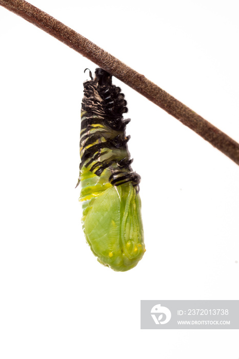 Monarch butterfly caterpillar transforming into a chrysalis. The elapsed time from the start of shed