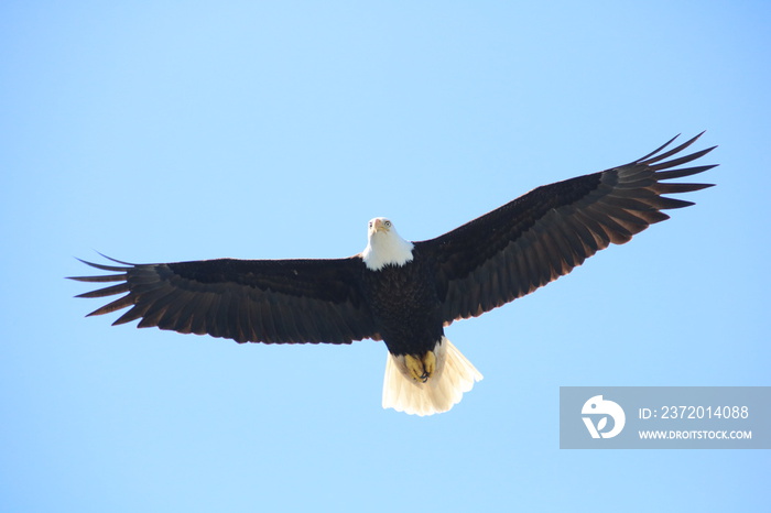 Bald Eagle Grandeur in Flight