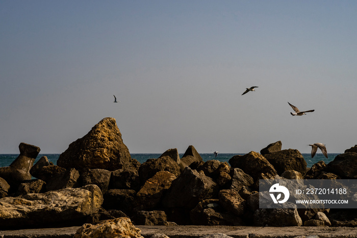 Seagulls flying over some rocks at the shore of the Black Sea.