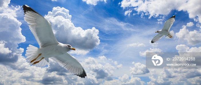 海鸥在多云的蓝天上飞行