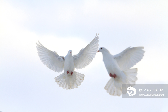 pair of white doves flying in the winter sky