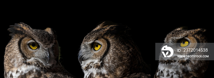 Great Horned Owl Portraits