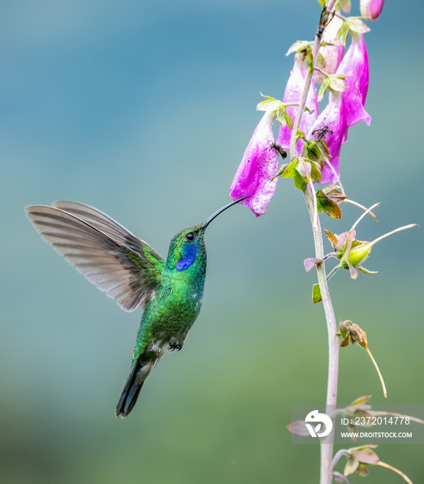 Hummingbird in Costa Rica