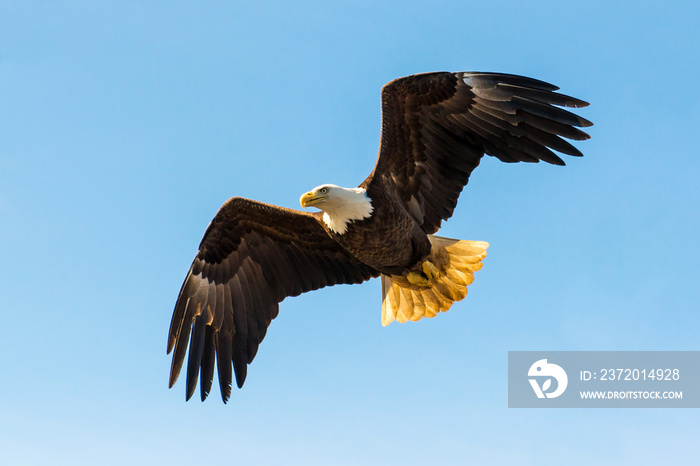 North American Bald Eagle in mid flight, hunting