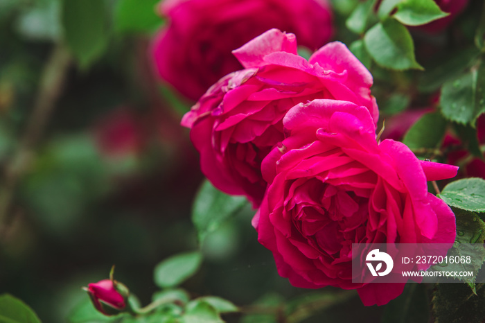 red roses bushes close up