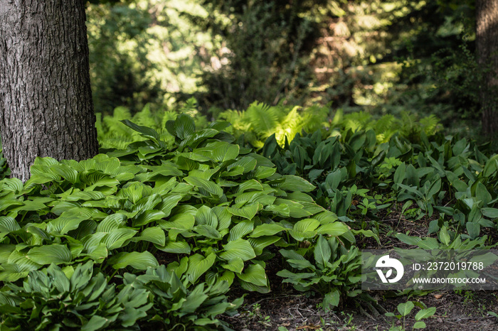 Green Hosta in summer garden. Ornamental plants Khosta (Funkiya) Green hosta (Hosta plantaginea)