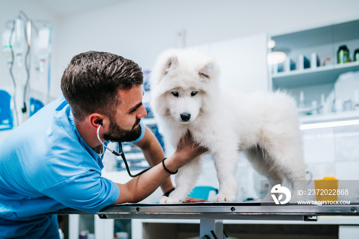 兽医在诊所用听诊器听狗心跳。