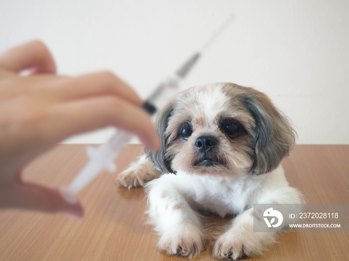 在兽医诊所的木桌上准备注射疫苗的好狗。疫苗接种，世界狂犬病