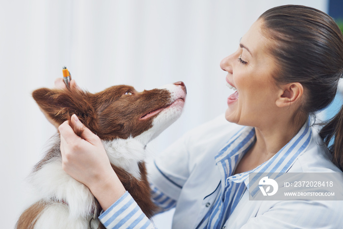 棕色边境牧羊犬在兽医处就诊