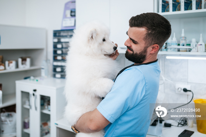 兽医和兽医救护车上的一只萨摩耶小狗。