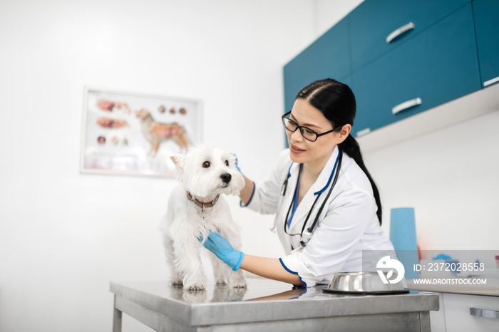 Loving pet feeling good after examination of cute white dog