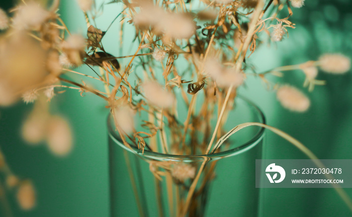 Dried wildflowers bouquet in transparent vase. Turquoise background. Wabi sabi trend. Home coziness