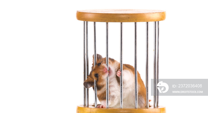 funny hamster in a cage