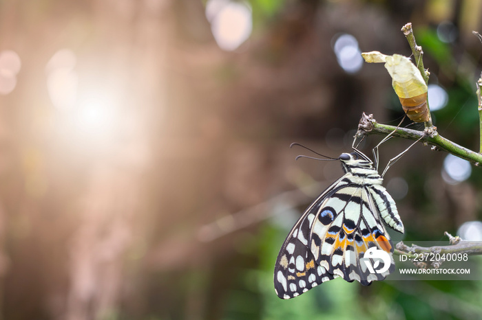 beautiful lime or lemon butterfly Leaving Its Cocoon in the nature.