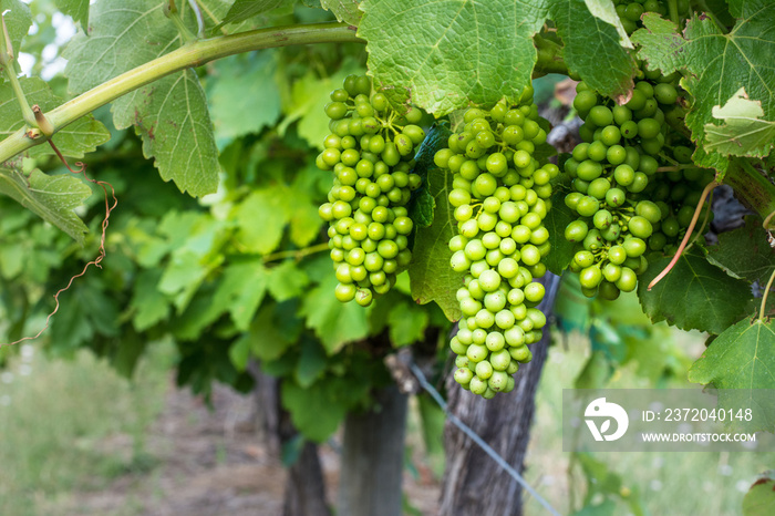葡萄酒葡萄正在生长，仍然是绿色的，成串悬挂在南澳大利亚州的南瓦莱斯。
