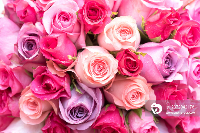 beautiful pink and red roses background,close up.