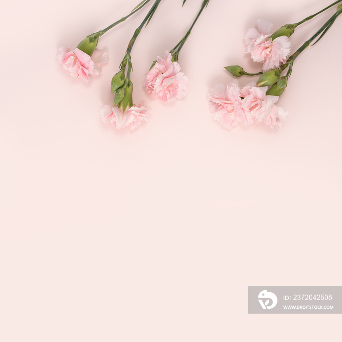 Design concept of Mothers day holiday greeting with carnation bouquet on pink table background