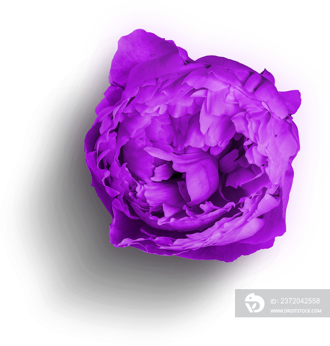 Peony Purple