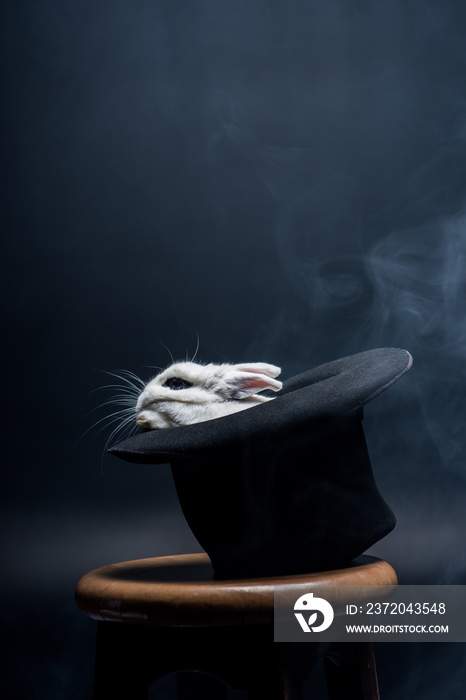 white rabbit sitting in magical hat on stool in dark smoky room