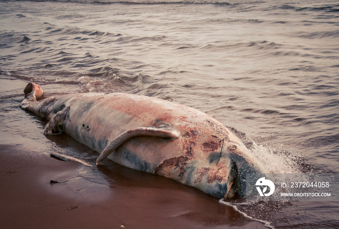 rotting whale carcass