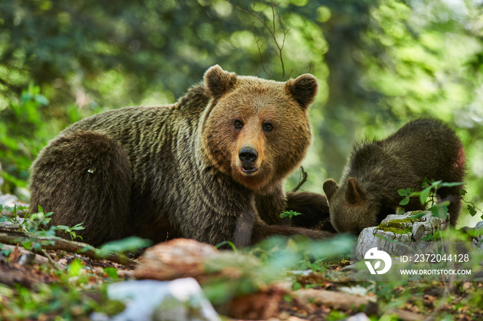 野生棕熊（Ursus arctos）特写