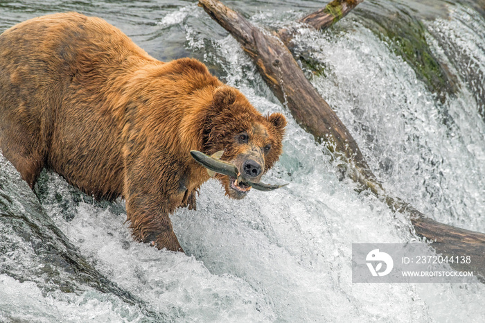 Adult coastal brown bear feeds on salmon as they make their way up and over waterfalls on route to t