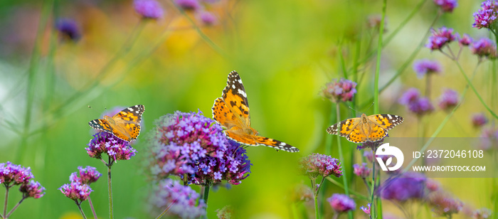 花园花卉和蝴蝶的全景Vanessa cardui