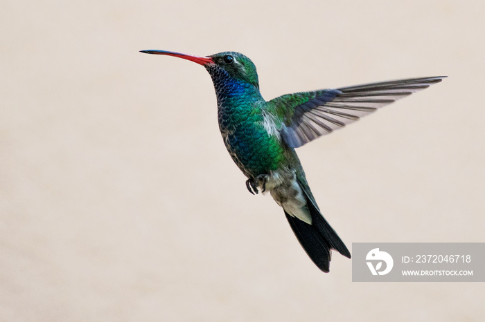 isolated hummingbird in flight, wings openned,  iridiscent blue and green