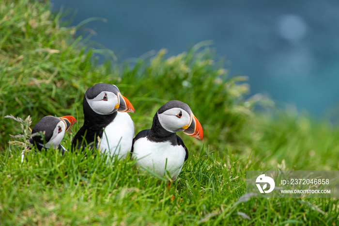 Atlantic Puffins (Fratercula arctica) on Mykines, Faroe Islands. Denmark. Europe