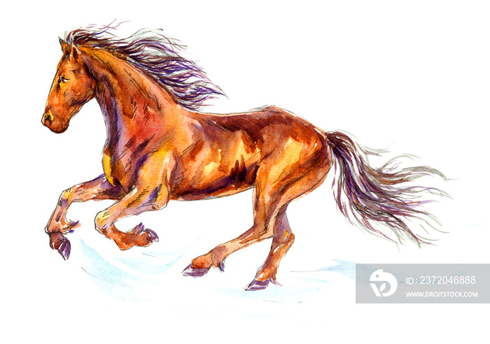 Hand painted Watercolor Illustration «Fast galloping horse»