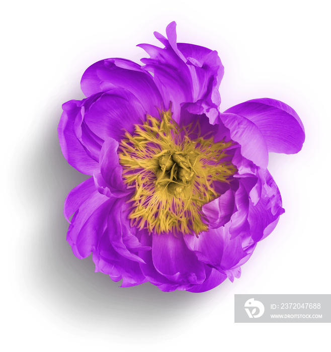 Peony Purple