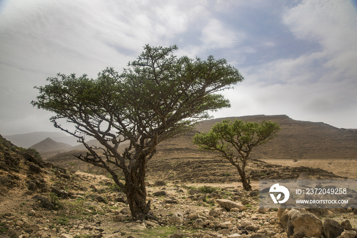 frankincense trees