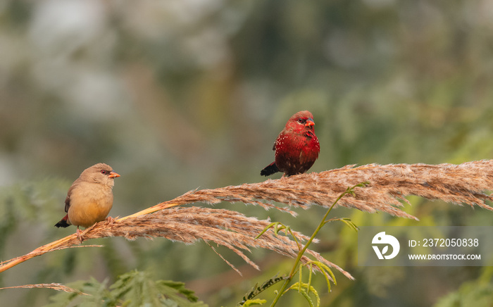 Red Avadavat/Lal Munia bird sitting on branch of tree