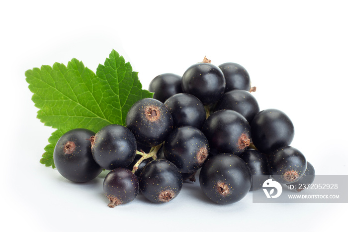 Black currant berries closeup