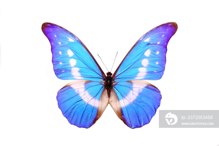Butterfly : Blue Morpho Butterfly (Morpho Helena) , isolated on white background.
