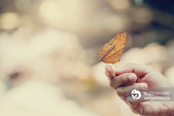 Butterfly on hand in jungle the beauty of nature